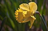 First Daffodil_15758
